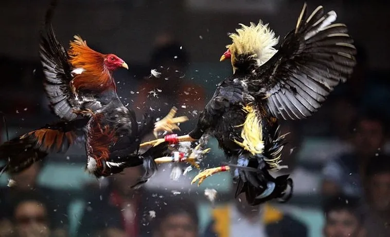 Hướng Dẫn Chi Tiết Cách Chơi Đá Gà Sabong Tại F8Bet Siêu Hấp Dẫn 1 Hướng Dẫn Chi Tiết Cách Chơi Đá Gà Sabong Tại F8Bet Siêu Hấp Dẫn