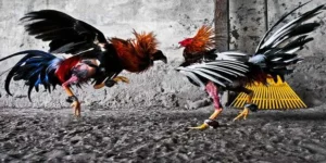Bí Quyết Chơi Đá Gà GA28 Tại F8Bet Thắng Lớn Ngay Hôm Nay 2 Bí Quyết Chơi Đá Gà GA28 Tại F8Bet Thắng Lớn Ngay Hôm Nay