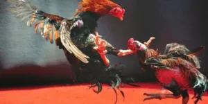 Hướng Dẫn Chơi Đá Gà WS168 Tại F8Bet Chiến Thắng Dễ Dàng 1 Hướng Dẫn Chơi Đá Gà WS168 Tại F8Bet Chiến Thắng Dễ Dàng